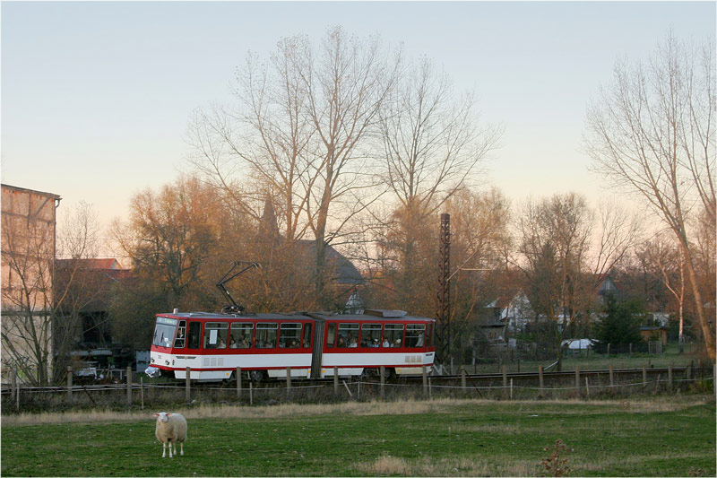 Thüringerwaldbahn [22] - Schäfchen