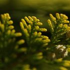 Thuja