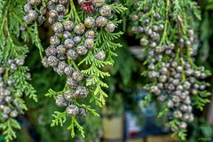 Thuja