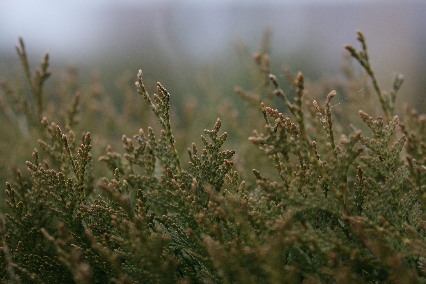 Thuja bei f2.8