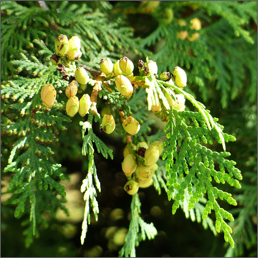 Thuja blüht