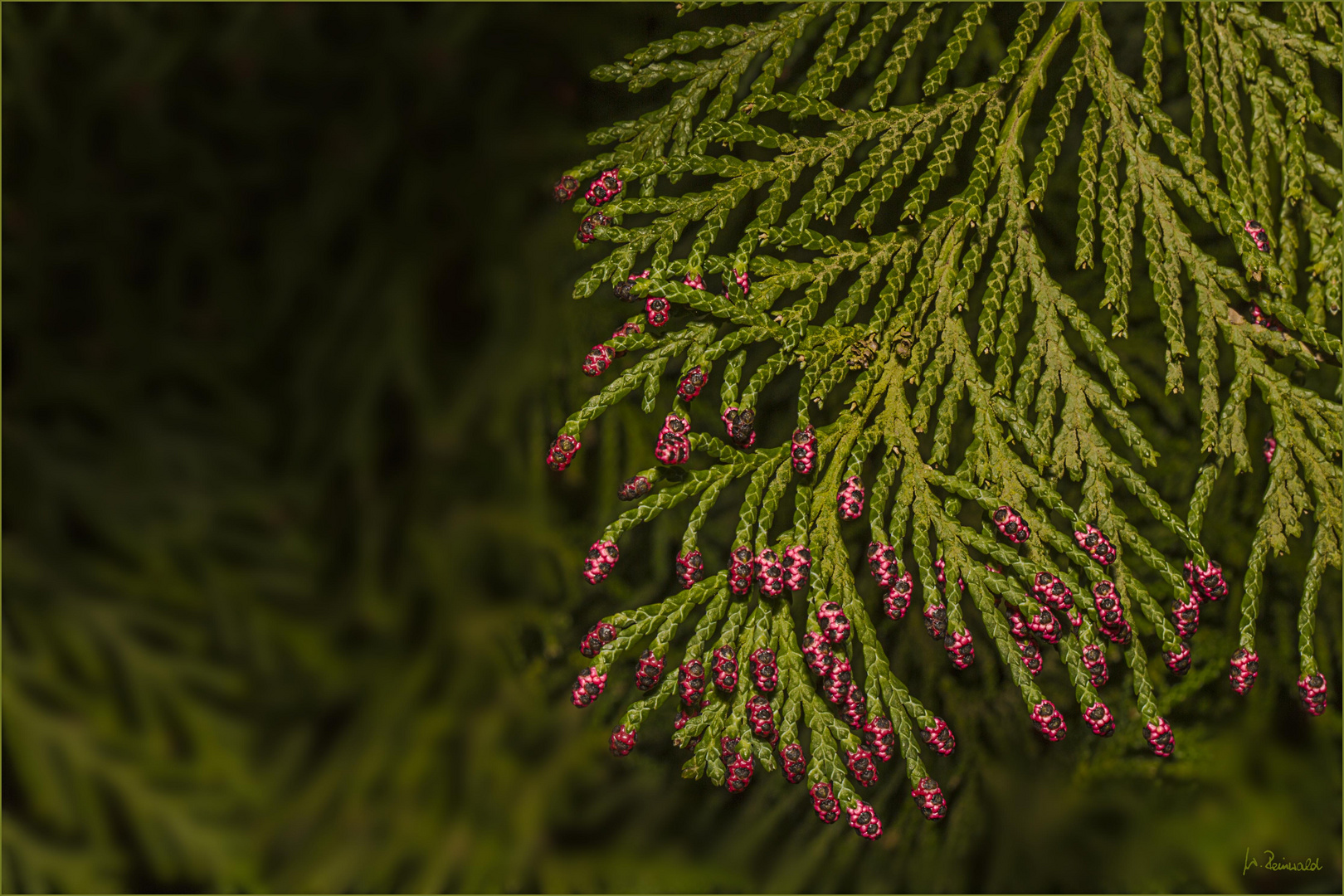 Thuja-Blüte