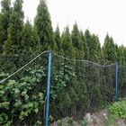 Thuja