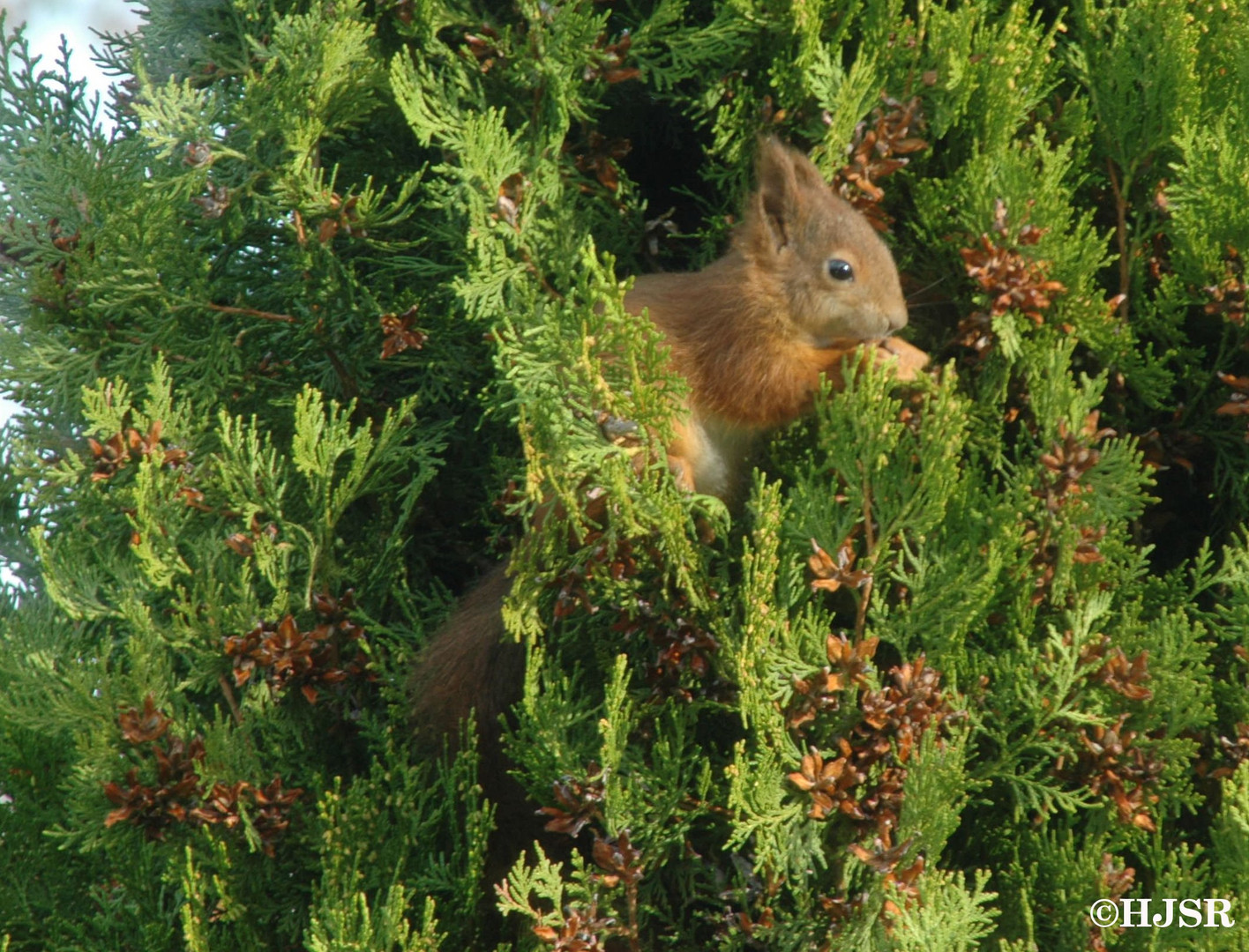 Thuja-(Eich-)Hörnchen