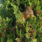 Thuja-(Eich-)Hörnchen