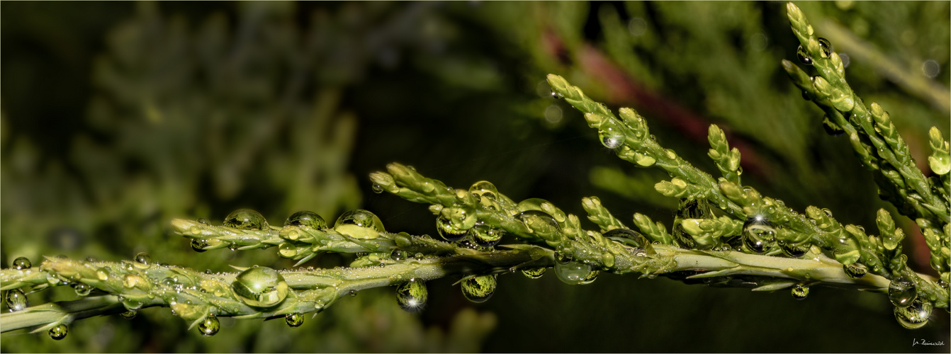 Thuja im Regen