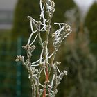 Thuja-Spitze mit Frostfäden