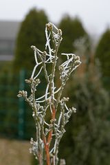 Thuja-Spitze mit Frostfäden