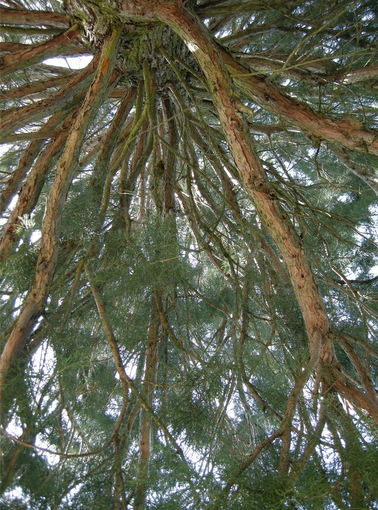 Thuja von unten