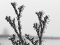 Thujaspitzen im Eisnadelmantel