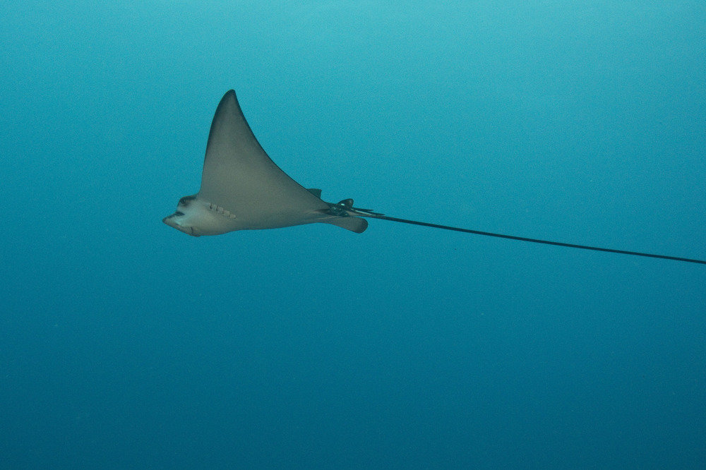 Thulhagiri, Nord-Male-Atoll