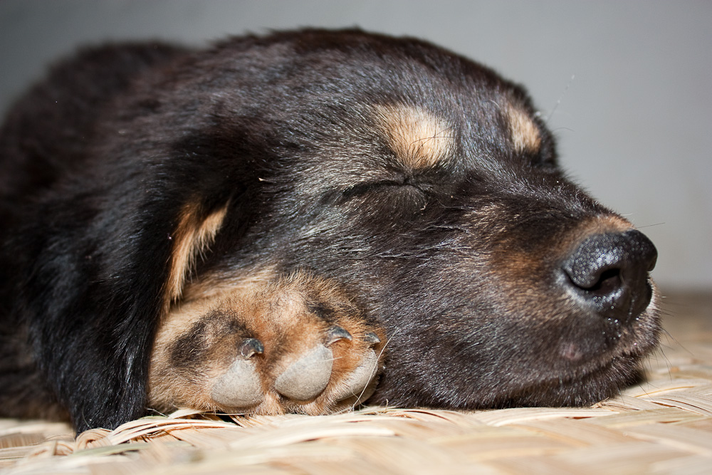 Thulo - Tibetan Mastiff