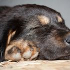 Thulo - Tibetan Mastiff