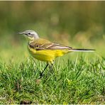 thunberg-schafstelze (motacilla thunibergi).....