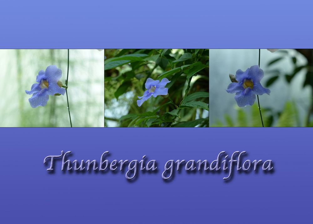 Thunbergia