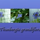 Thunbergia