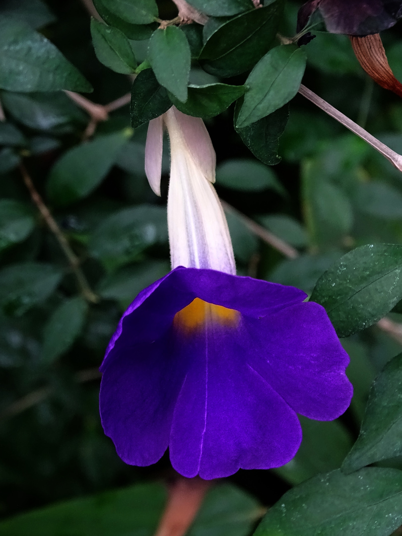 Thunbergia erecta-Aufrechte Himmelsblume