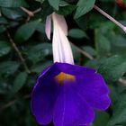 Thunbergia erecta-Aufrechte Himmelsblume