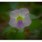 Thunbergia grandiflora