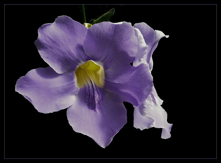 Thunbergia grandiflora