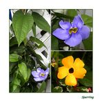 Thunbergia Grandiflora........