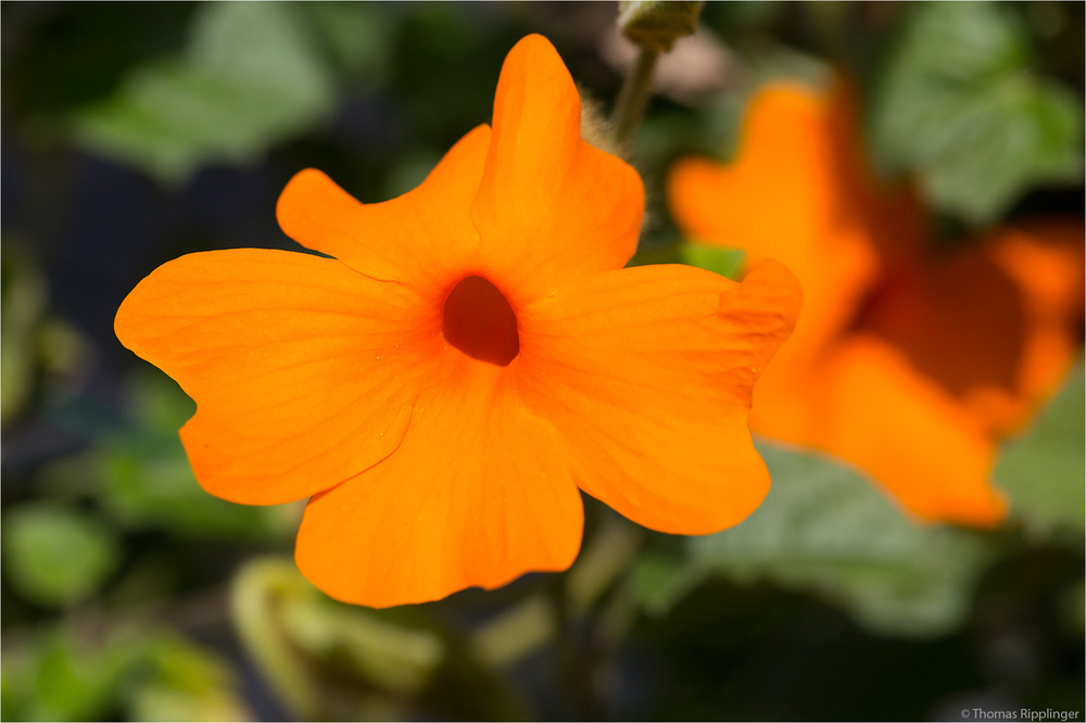 Thunbergia gregorii