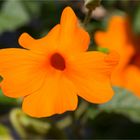 Thunbergia gregorii