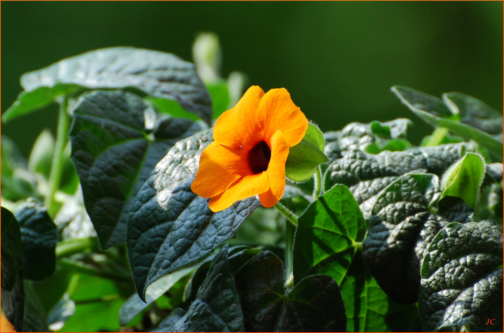 Thunbergia I