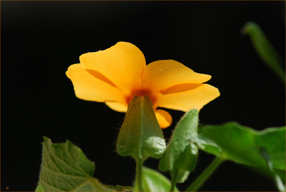 Thunbergia II