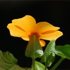 Thunbergia II