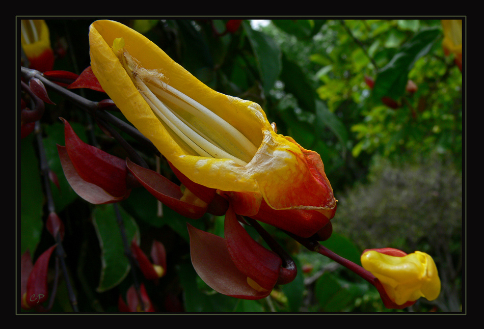 Thunbergia Mysorensis