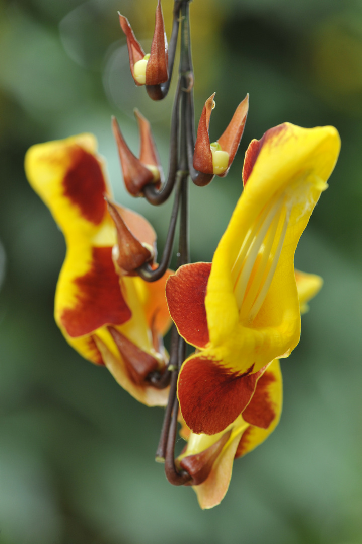 Thunbergia mysorensis