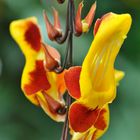 Thunbergia mysorensis