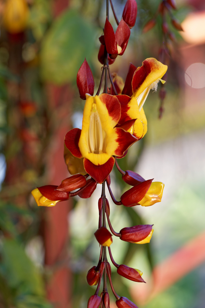 Thunbergia mysorensis