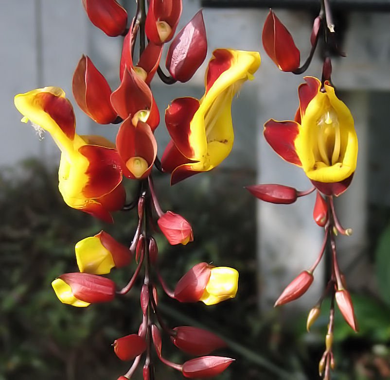 Thunbergia mysorensis