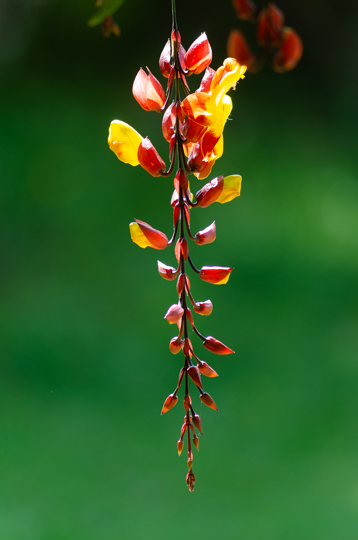 Thunbergia Mysorensis