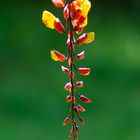 Thunbergia Mysorensis