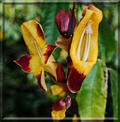 Thunbergia mysorensis - Himmelsblume