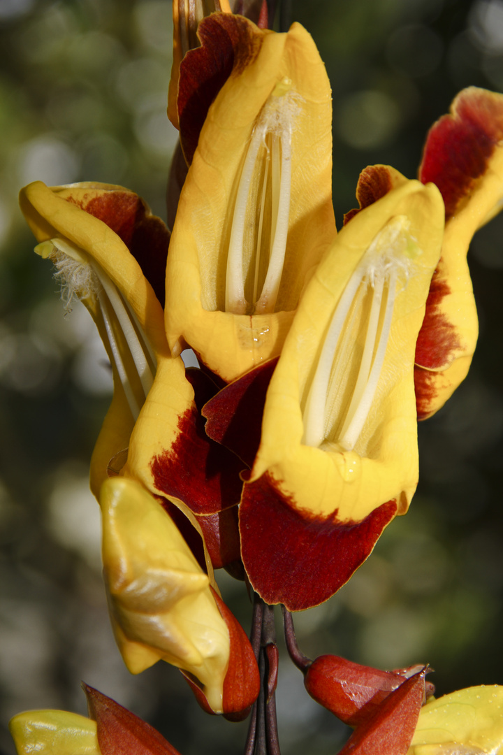 Thunbergia mysorensis (Himmelsblume)