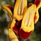 Thunbergia mysorensis (Himmelsblume)