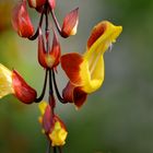 Thunbergia mysorensis (Himmelsblume) Detail