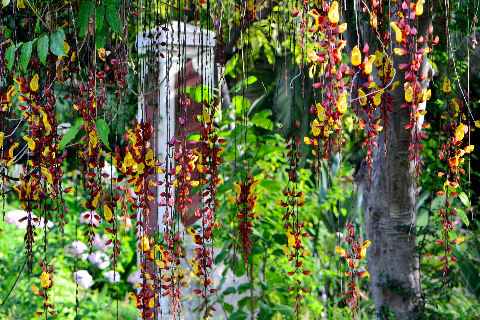 Thunbergia mysorensis (Himmelsblume) Vorhang