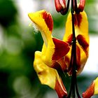 Thunbergia myxsorensis