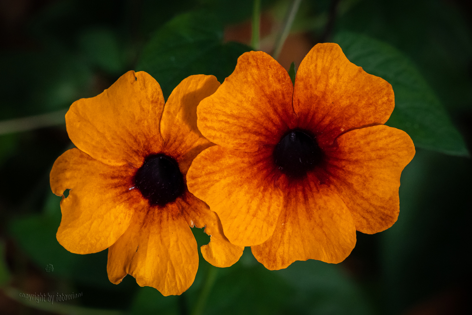 Thunbergia (schwarzäugige Susanne)