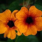 Thunbergia (schwarzäugige Susanne)