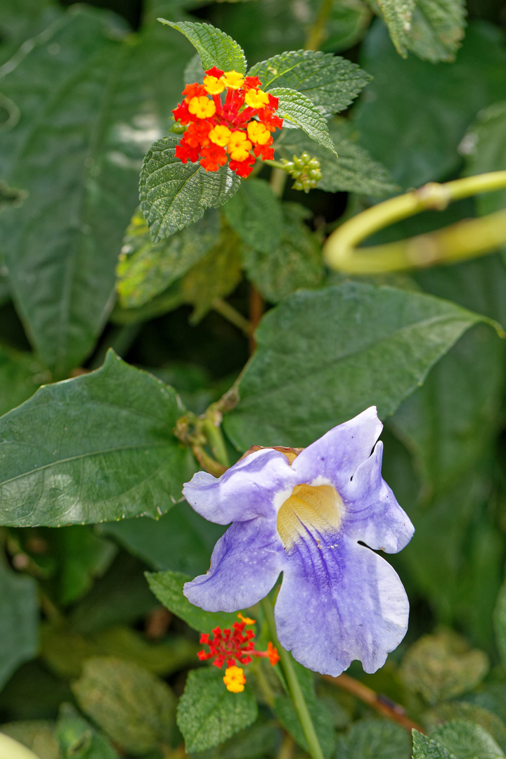 Thunbergia und Wandelröschen