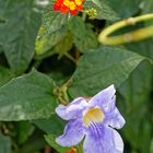 Thunbergia und Wandelröschen