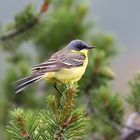 Thunbergschafstelze (Motacilla flava thunbergi)