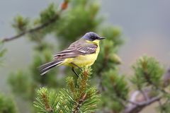 Thunbergschafstelze (Motacilla flava thunbergi)