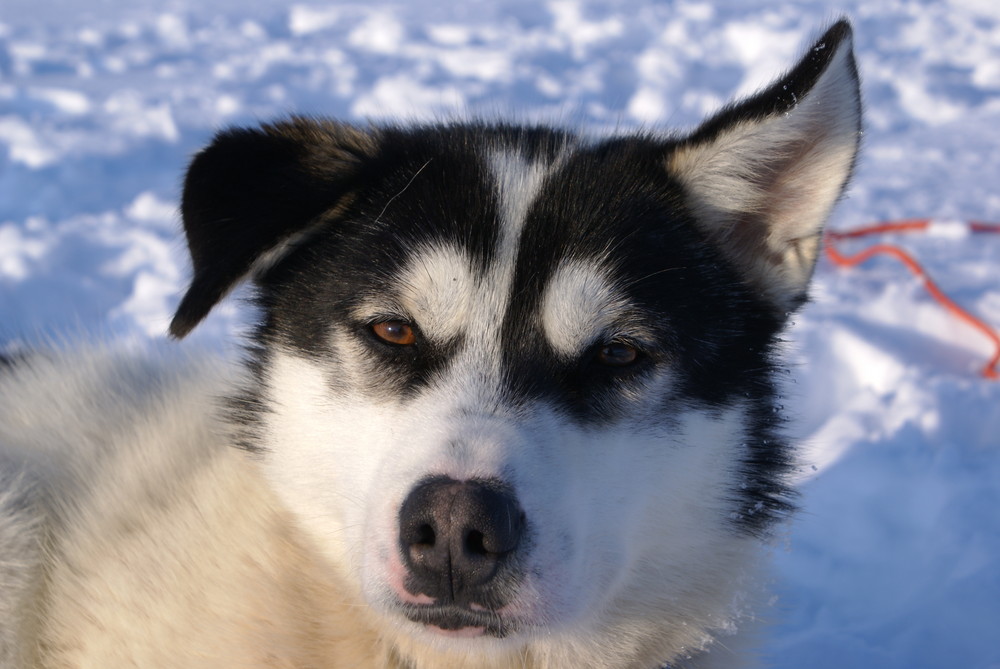 Thunder, der fotogene Husky